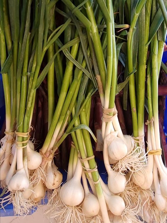 Green Garlic stalks in a large bin